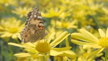 Narin bir kelebek zarif bir şekilde açık mavi gökyüzünün altındaki parlak sarı çiçeklere uzanır.