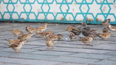 Küçük serçelerden oluşan canlı ve enerjik bir grup yağmurlu asfaltta birlikte yemek arıyor.