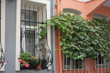 Renkli çiçekler ve cazibesini arttıran yemyeşil sarmaşıklarla süslenmiş resim gibi bir pencere.