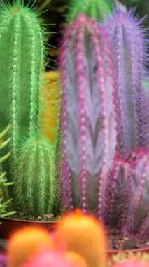 Göz kamaştırıcı bir kaktüs dizisi. İnanılmaz güzellikler ve harikalar sergiliyor.