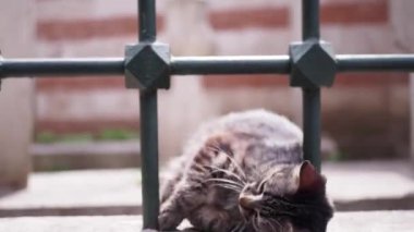 Sakin bir kedi, güzel bir günün narin güneşinde yeşil bir çitin yanında huzur içinde yatıyor.