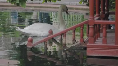 Sakin ve zarif bir kuğu, sakin ve berrak sularda süzülüyor, ahşap bir rıhtımın yanında.