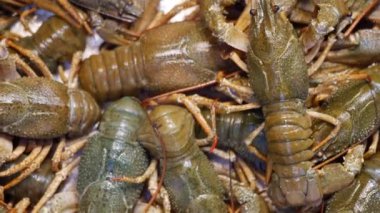 Doğal ortamlarında gelişen canlı kerevitlerin detaylı bir yakın çekim görüntüsü.