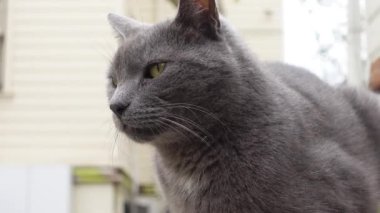 Zarif, zarif, gri bir kedi, şehir manzarasında otururken düşünceli bir şekilde bakıyor, gözlemliyor.