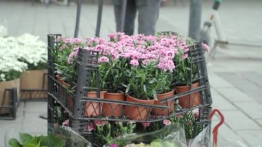 Neşeli bir açık hava piyasa ortamında, canlı pembe çiçekleri saksılarda güzel bir şekilde görebilirsiniz.