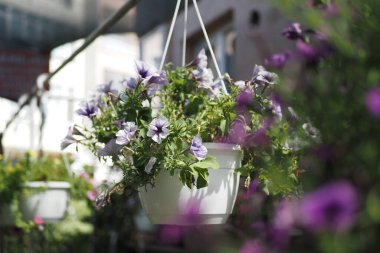 Göz kamaştırıcı mor çiçeklerle süslenmiş güzel canlı bir çiçek ekicisi.