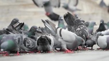 Güvercin olarak da bilinen bir kaya güvercini sürüsü asfalt kaldırıma tünemiş ve bir etkinlik sırasında kalabalıkla yer paylaşmaya uyum sağlamıştır.