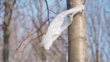 Bir parktaki çıplak bir ağaç dalına dolanmış plastik torba çevresel kirliliği ve bunun doğa üzerindeki etkisini vurguluyor..