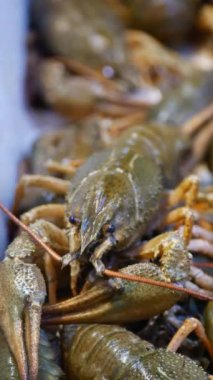 Doğal ortamlarında gelişen canlı kerevitlerin detaylı bir yakın çekim görüntüsü.