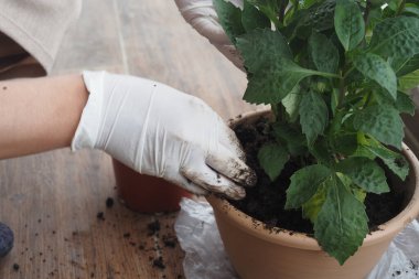 Eller, zengin topraklarla dolu bir tencereye canlı yeşil bir bitki dikiyorlar.