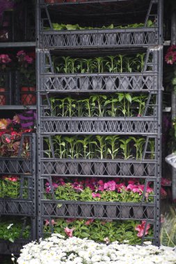 Renkli bir bitki canlı çiçekler ve yemyeşil yapraklar sergiler, çarpıcı bir cazibe yaratır.