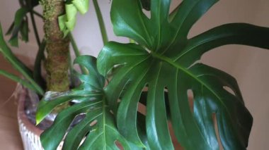 Canavarların canlı yaprakları iç dekorasyona hayat veriyor, uzayı dönüştürüyor ve estetiği geliştiriyor.