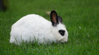 Çekici ve tapılası bir beyaz tavşan, çarpan siyah kulaklarıyla yemyeşil çimlerde geziniyor.