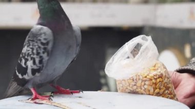Meraklı bir güvercin, beslenme amaçlı tahılları tutan bir ele yavaşça yaklaşır.