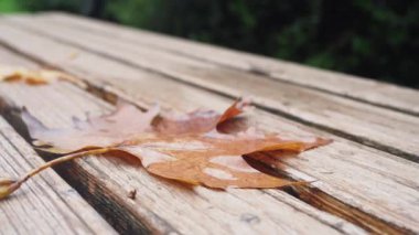 Kırsal bir ahşap yüzeyde dinlenen kahverengi yaprağın güzel detaylı bir görüntüsü.