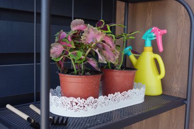 Zarif bir rafta büyüleyici kaplarda sergilenen yemyeşil bitkilerden oluşan güzel bir seçim.