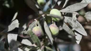 Olgun ve lezzetli zeytinler, doğal ışıkla aydınlatılmış bir ağaç dalında güzelce büyüyorlar.