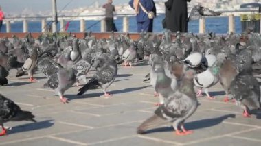 Güvercin olarak da bilinen bir kaya güvercini sürüsü asfalt kaldırıma tünemiş ve bir etkinlik sırasında kalabalıkla yer paylaşmaya uyum sağlamıştır.