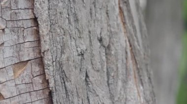 Ağaç kabuğunun, yemyeşil park manzarasıyla süslenmiş canlı bir fotoğrafı.