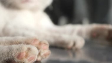 Kedi patisinin detaylı yakın plan video çerçeveleri, karmaşık kürk dokusu ve pençeleri sergiliyor