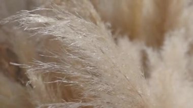 Karmaşık bir yakın plan görüntüde yumuşak ve ılık doğal lifler detaylı bir şekilde sergileniyor.