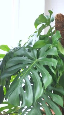 Yeşillik ve canlı yapraklarını detaylıca sergileyen bir Canavar bitkisinin yakından görüntüsü.