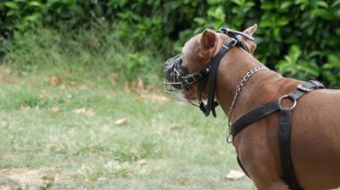 Dışarıda, çimenli bir alanda oynarken ağızlık takan bakımlı bir köpek.