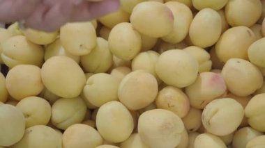 Olgun sarı kayısıların yakın görüntüsü canlı güzelliklerini ve büyüleyici dokusunu gözler önüne seriyor.