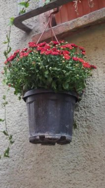 Göz kamaştırıcı, güzelce hazırlanmış, ağzına kadar kırmızı çiçeklerle dolu bir saksı.