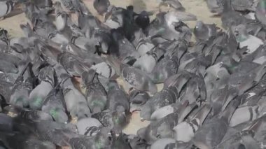 Büyük miktarda güvercin bir araya geldi ve yerde bir grup oluşturdu.