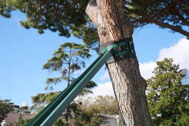 Parlak mavi gökyüzünün altında, yeşil kayışlarla desteklenen güçlü bir ağacın güzel manzarası.