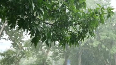 Canlı yaprakların üzerine yağan yağmur, sıcak bir günde huzurlu bir parkta rahatlatıcı bir atmosfer yaratıyor..