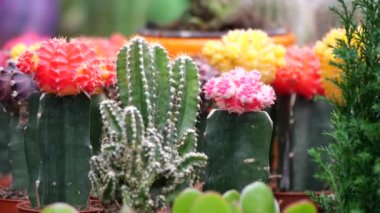 Çeşitli kaktüsler yemyeşil bir bahçede canlı renklerle çiçek açarlar..