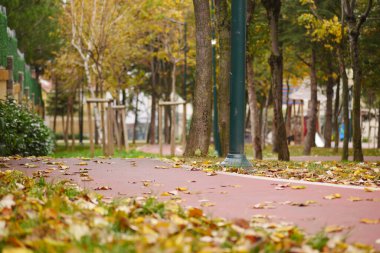 Renkli yapraklar sonbaharda bir park yolunu örtüyor.