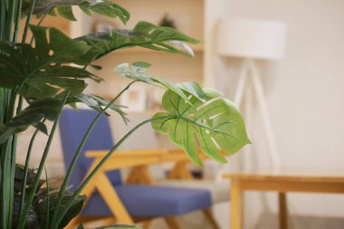 Yeşil bitkiler modern oturma odası düzenine tazelik katıyor..