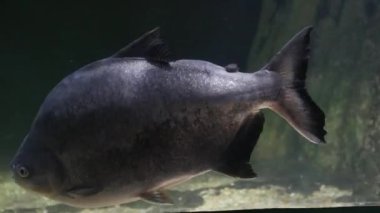 Kendi habitatında süzülen bir piranayı gözlemleyin..