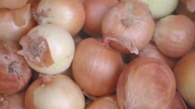 Bir grup çiftçi açık havada taze soğan topluyor..