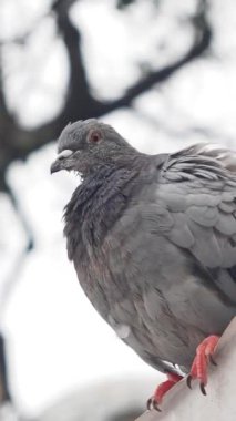 Bir güvercin, çevresini gözlemlerken sakince tüneyebilir..