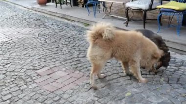 Sessiz bir kaldırım taşı caddesinde iki köpek şakacı bir etkileşime girer..