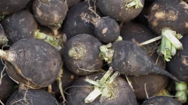 Kalabalık bir yerel pazarda taze siyah turplar satıldığını keşfettik..