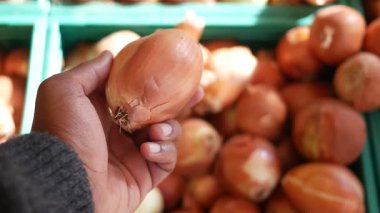 İnsan taze sebzelerle çevriliyken soğanı inceliyor..