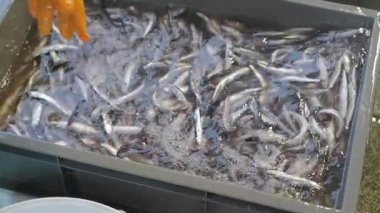 Japonya 'da işlek bir pazarda gümüş balık yakalamak ve temizlemek..