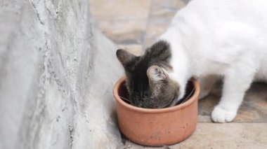 Oyuncu bir kedi dışarıda taş bir yüzey üzerinde bir terracotta kasesinden yemek yiyor..