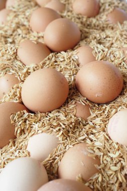 Kahverengi ve beyaz yumurtalar bir çiftlikte samanların içinde..
