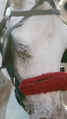 Açık havada kırmızı aksesuar takan bir at duruyor..