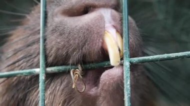 Bir Capybara, çevresiyle bir hayvanat bahçesi içinde etkileşime girer..