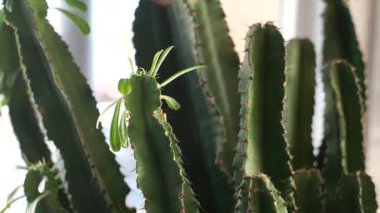 Yeşil kaktüs bitkileri kapalı alanda güneş ışığı altında gelişir..