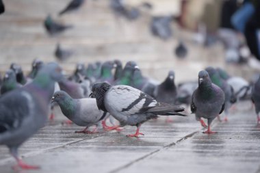 Bulutlu bir günde birçok güvercin ıslak kaldırımda yemek arıyor..