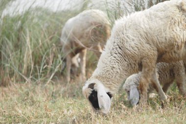Bir grup koyun, uzun otlarla çevrili yeşil çimlerde huzur içinde otlar..