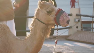 Ağızlık takan bir deve gün ışığında rıhtımda konumlandırılır..